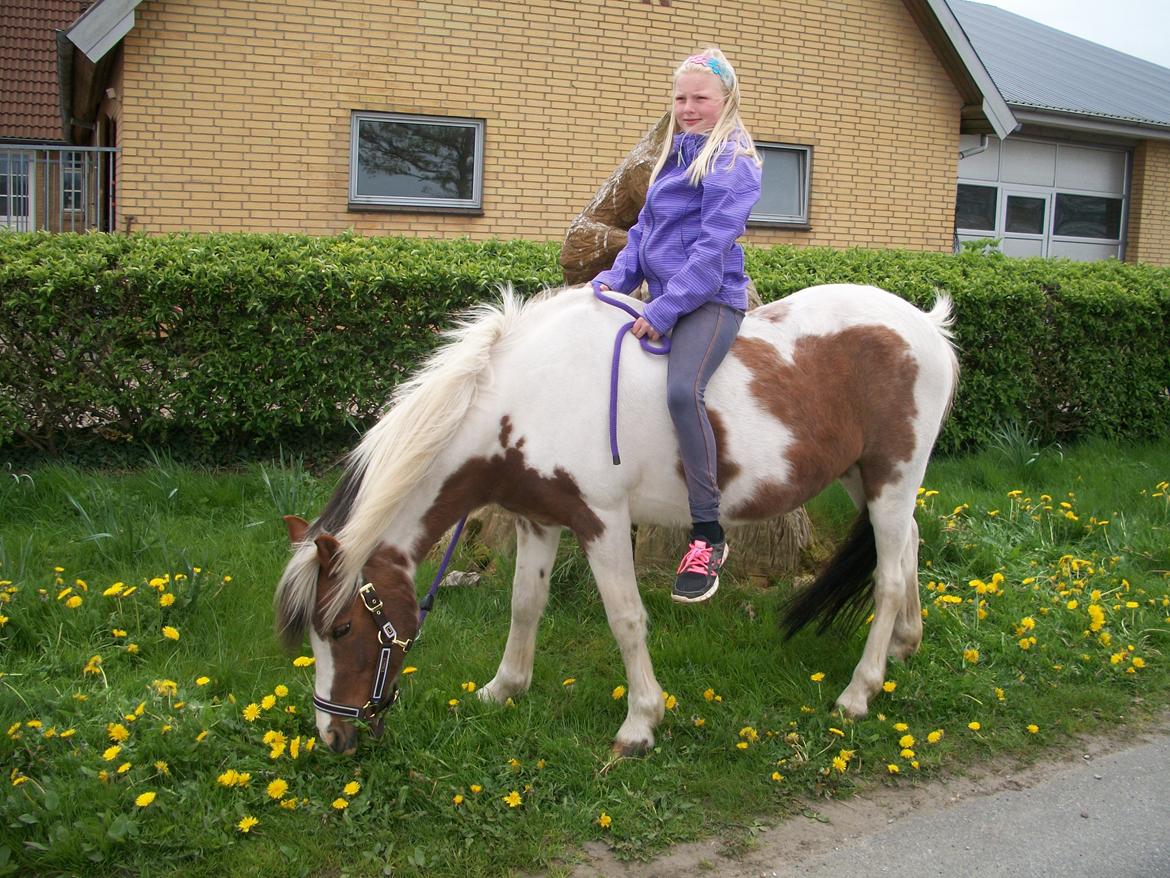 Pinto Bella billede 6