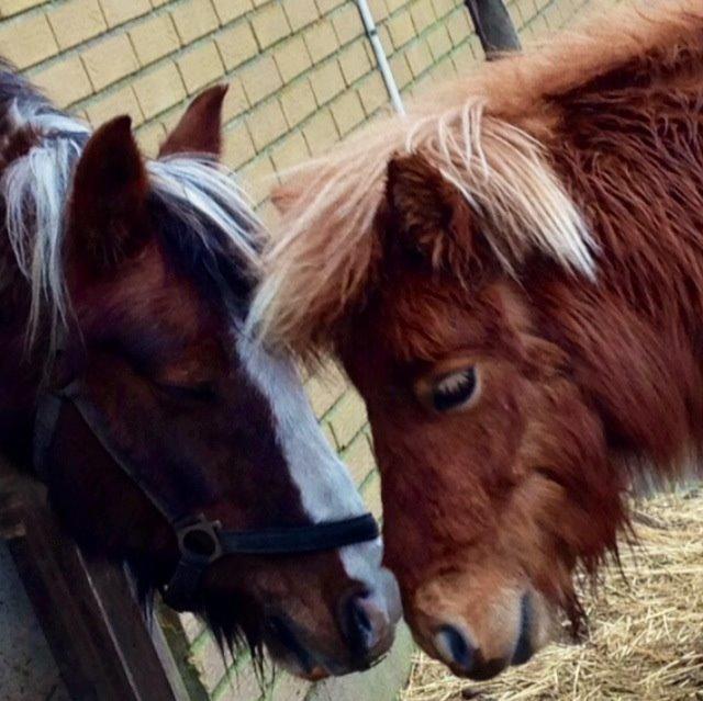 Pinto Bella billede 7