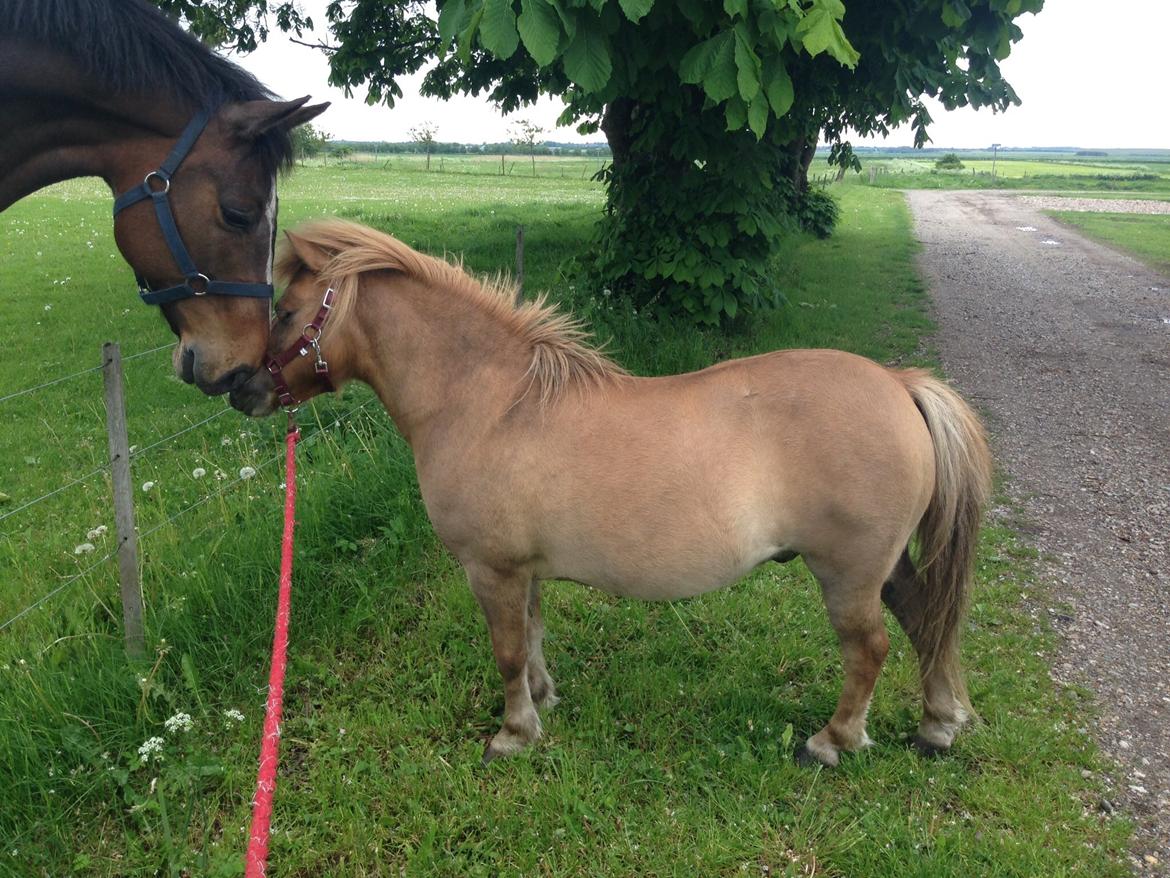 Shetlænder Sandagers Django billede 19