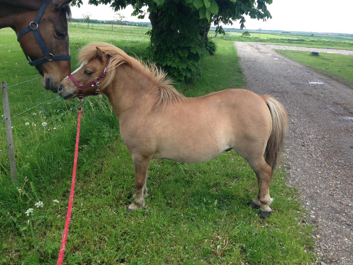 Shetlænder Sandagers Django billede 21