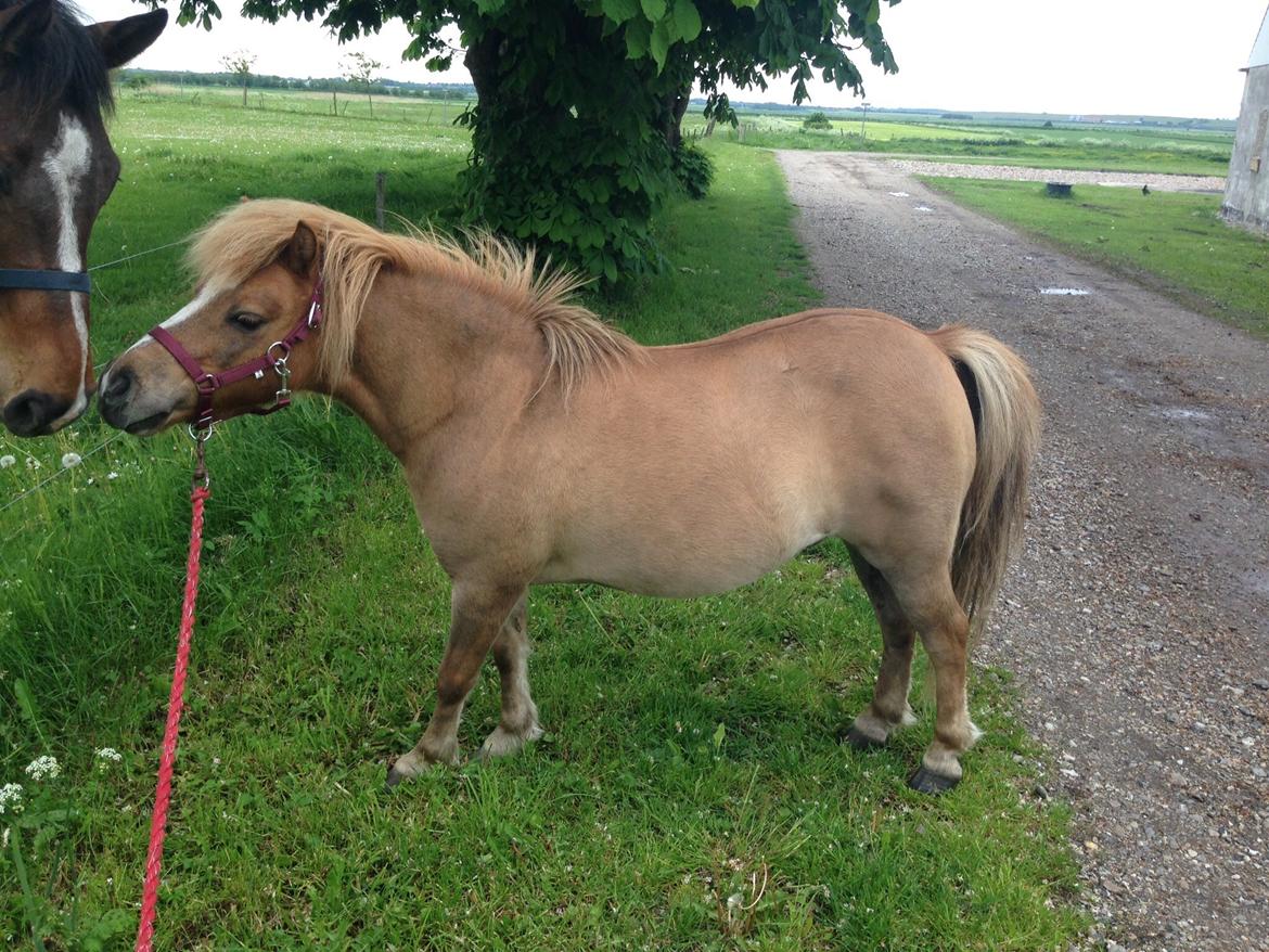 Shetlænder Sandagers Django billede 20