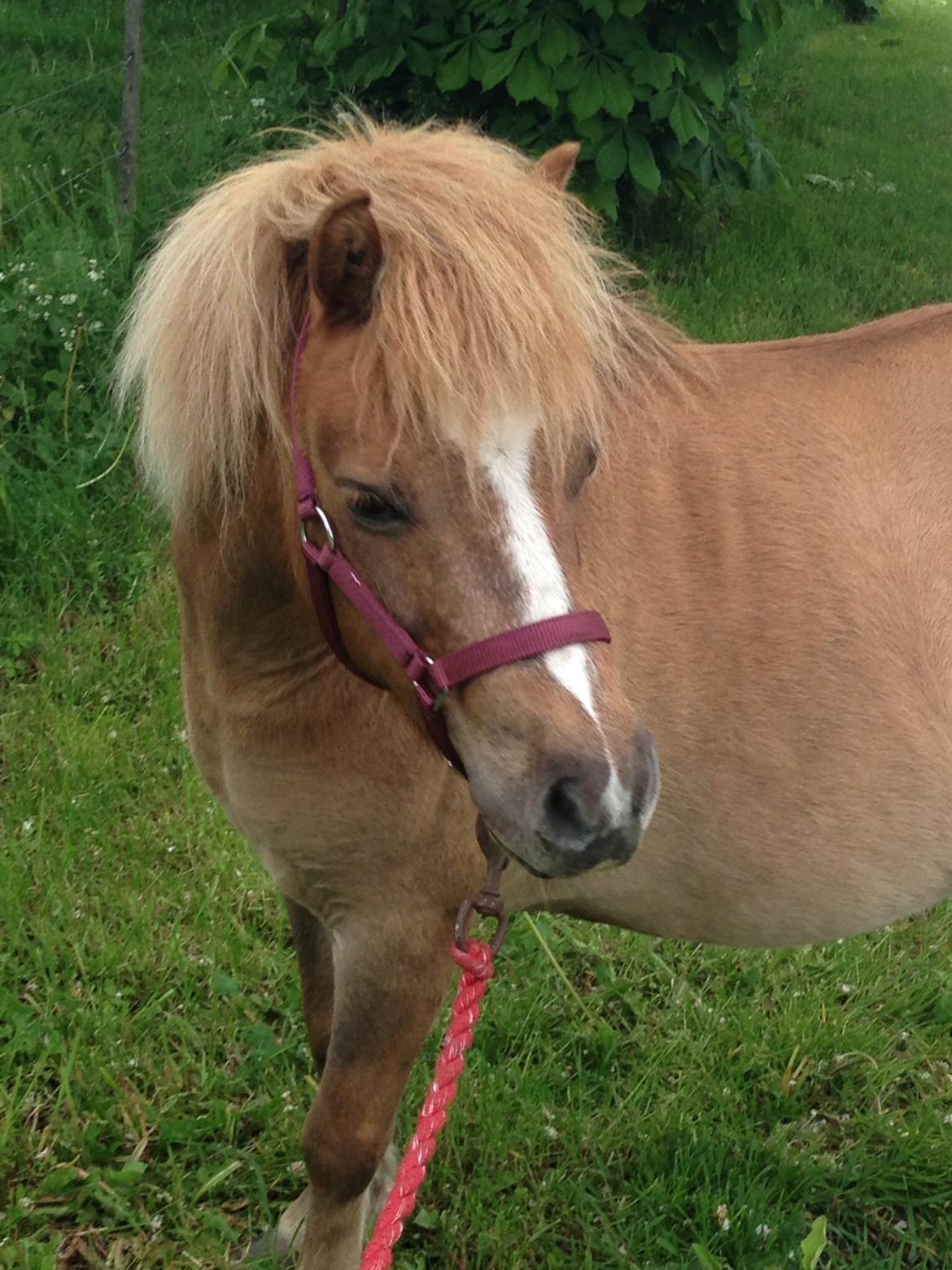 Shetlænder Sandagers Django billede 22