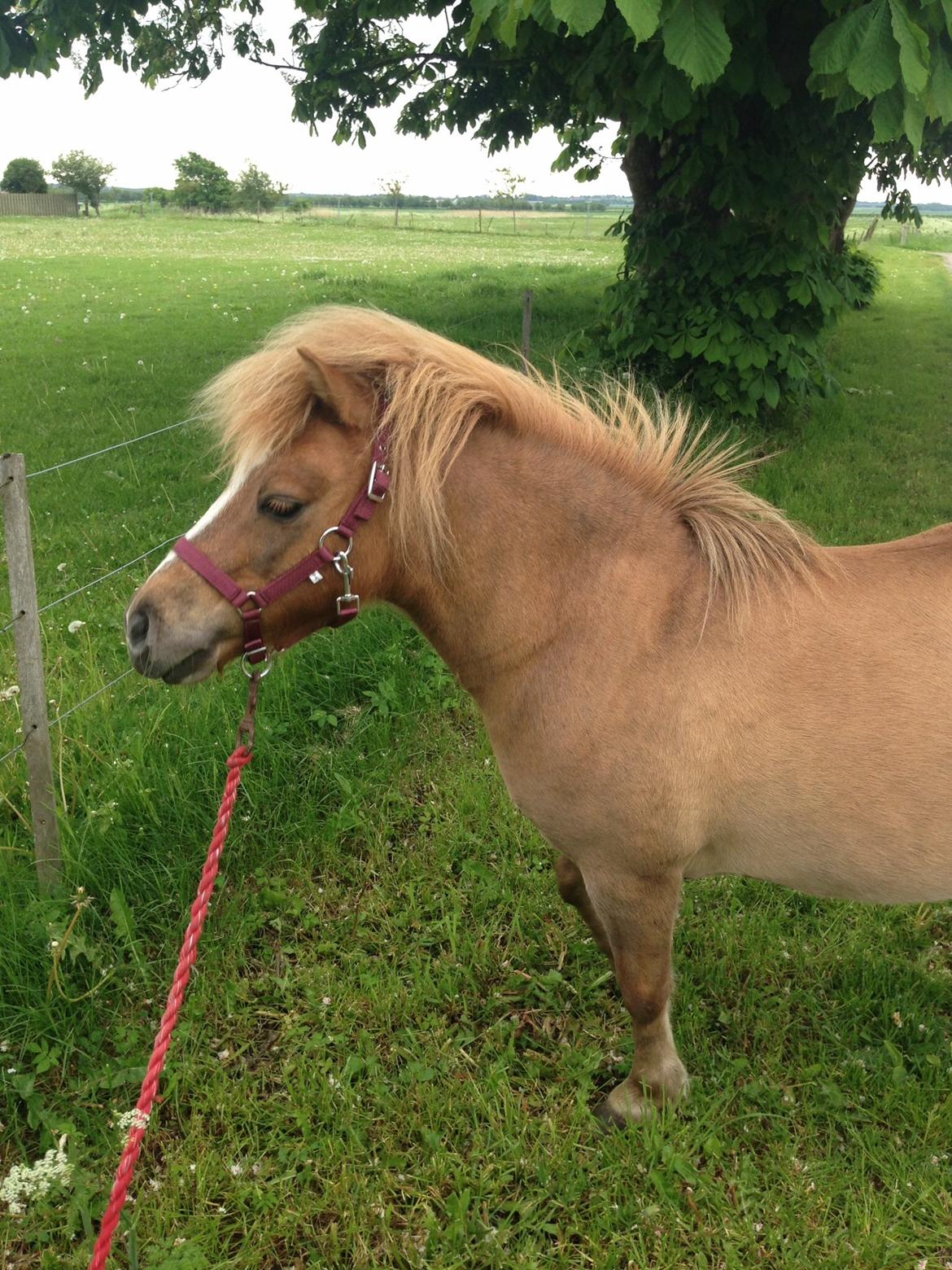 Shetlænder Sandagers Django billede 23