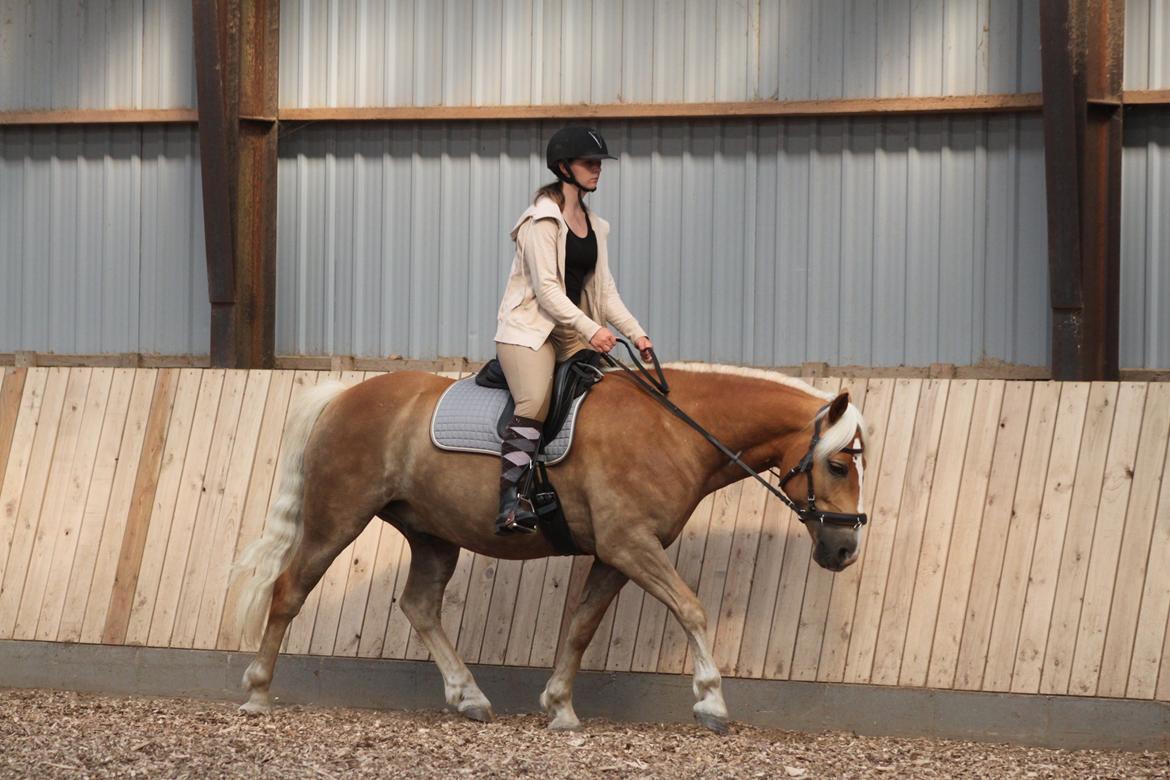 Haflinger Gelstoft Star Shadow - Aldrig redet på så dejlig en aflappet hest! :D (Vi ikke noget langt i træningen)  billede 14