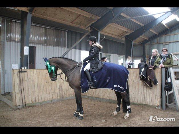 Dansk Varmblod "Kærsholms Landkaster" billede 10