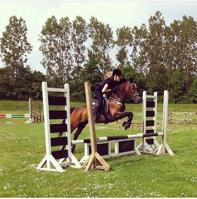 Welsh Cob (sec D) Vlietstede Brilliant Idris billede 1