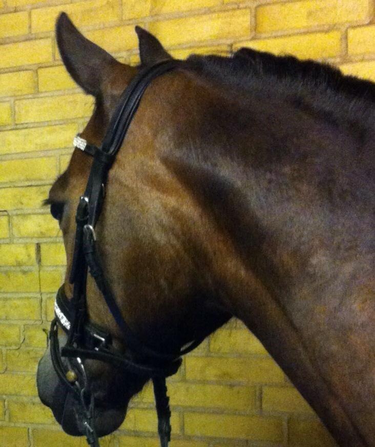 Welsh Cob (sec D) Vlietstede Brilliant Idris billede 2