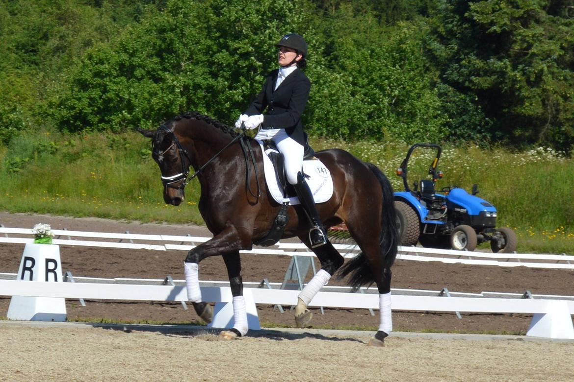Dansk Varmblod Stenholt Amilla - Sydjysk Mesterskab indv 2014 billede 13