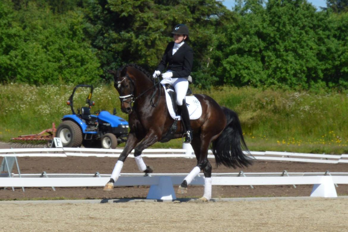 Dansk Varmblod Stenholt Amilla - Sydjysk Mesterskab Juni indv 2014 billede 15