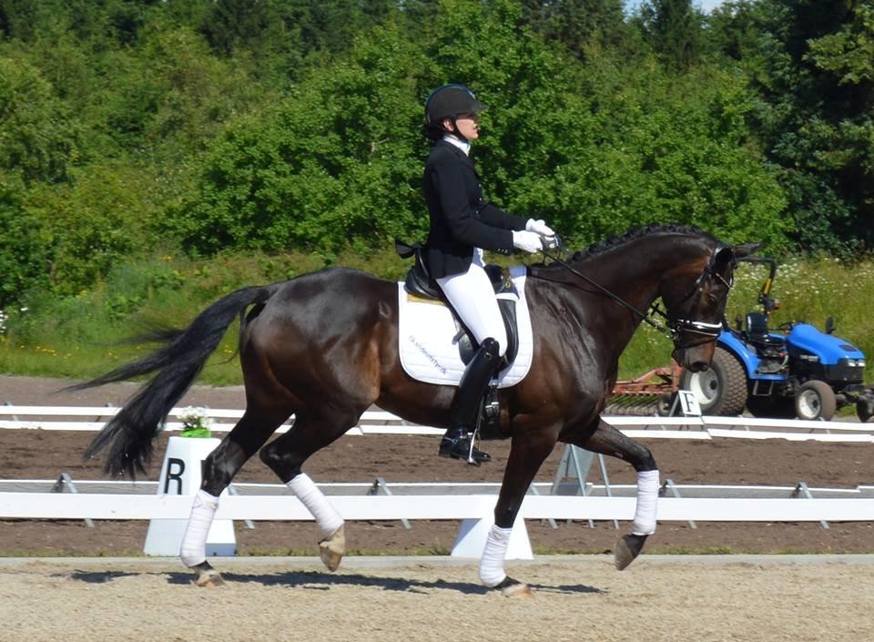 Dansk Varmblod Stenholt Amilla - Sydjysk Mesterskab Juni indv 2014 billede 17