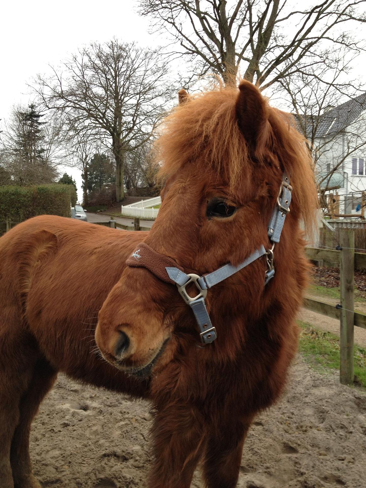 Islænder Kiljan fra Vindbyholt billede 4