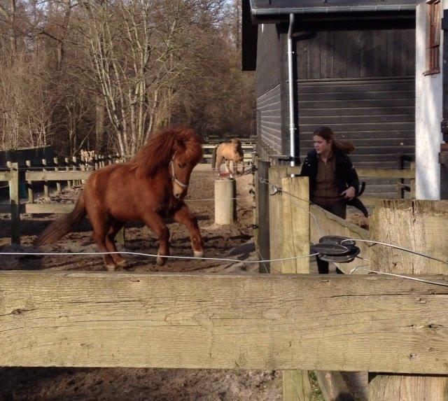 Islænder Kiljan fra Vindbyholt billede 7