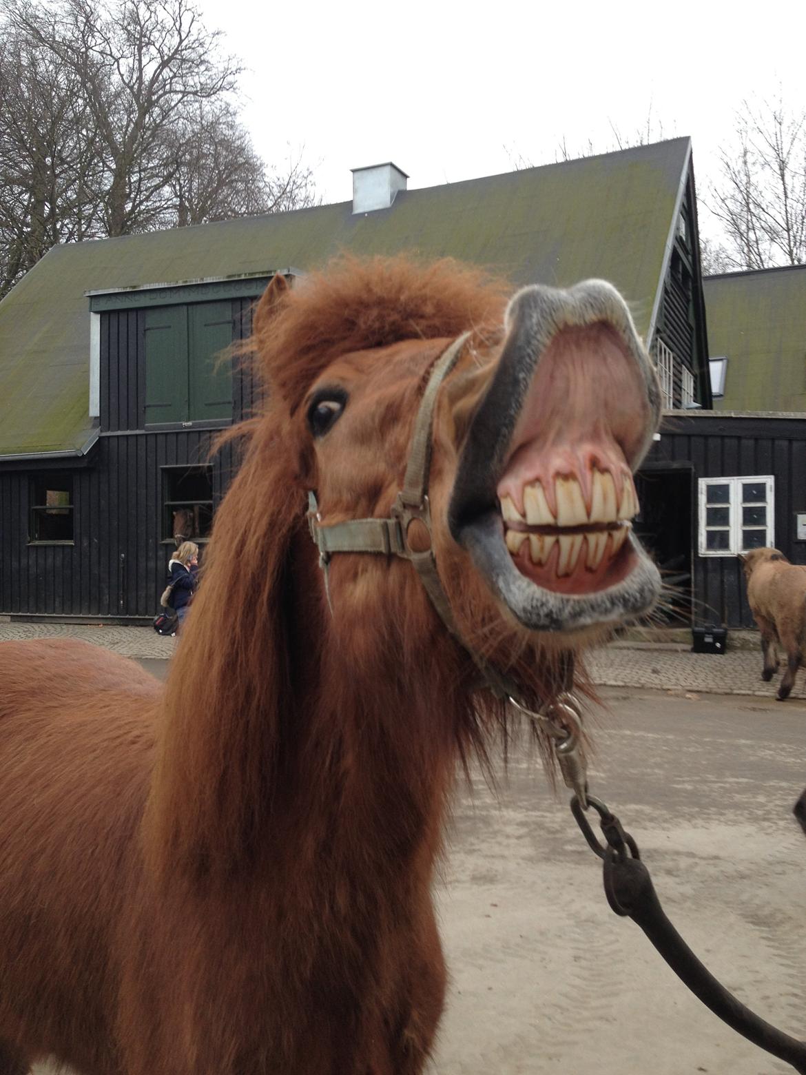Islænder Kiljan fra Vindbyholt billede 10
