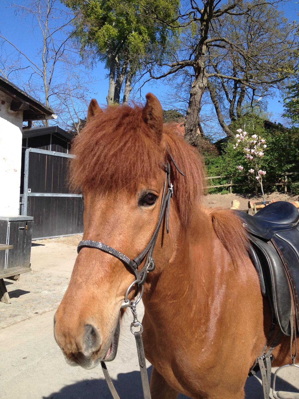 Islænder Kiljan fra Vindbyholt billede 15