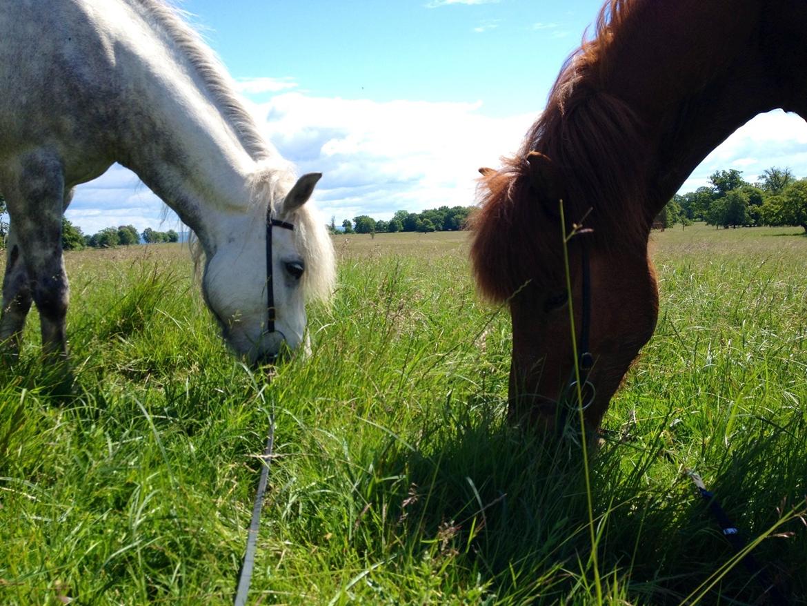 Islænder Kiljan fra Vindbyholt billede 17