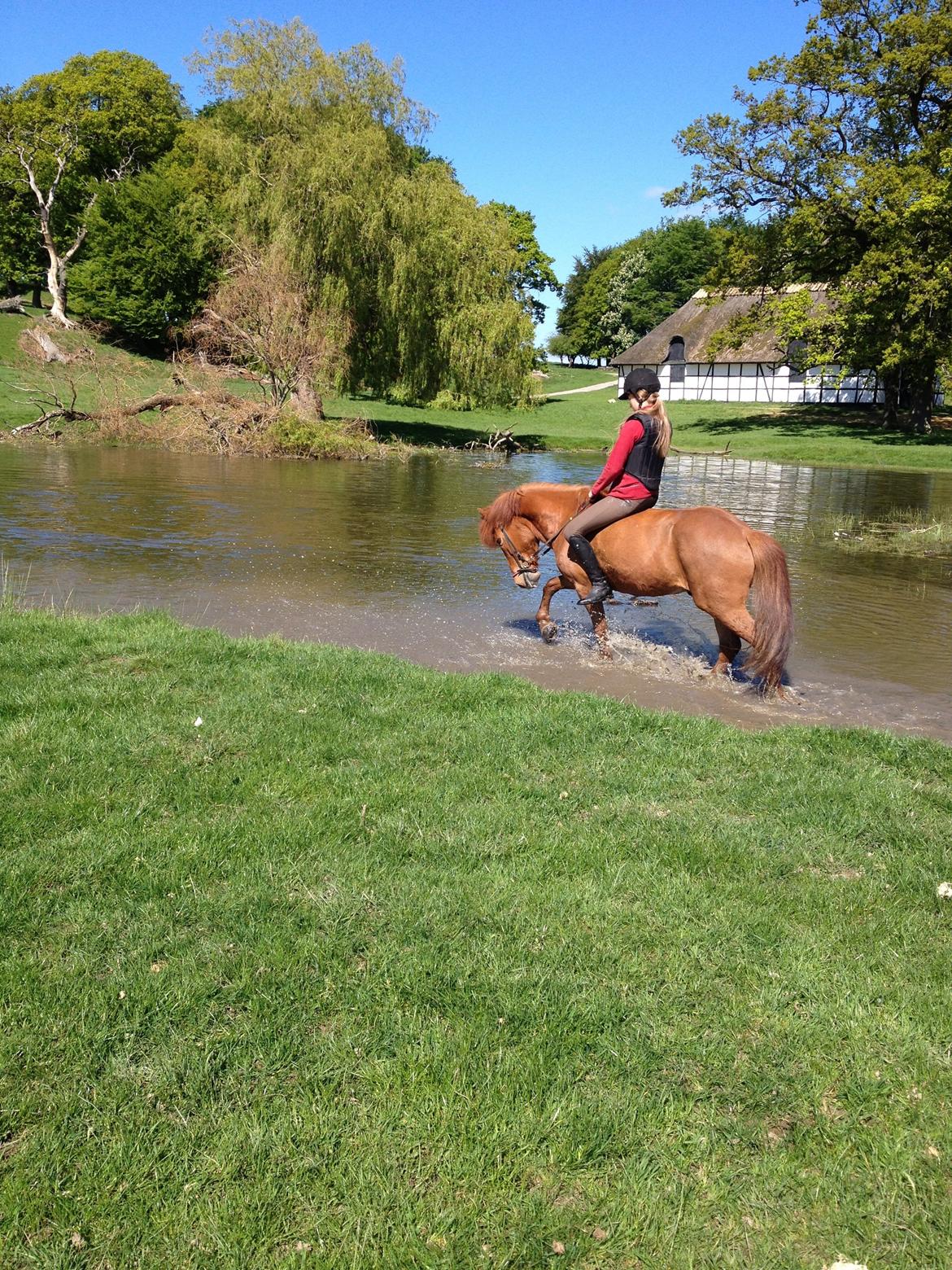 Islænder Kiljan fra Vindbyholt billede 18