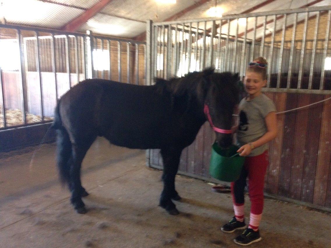 Islænder Blængur fra Hindø billede 5