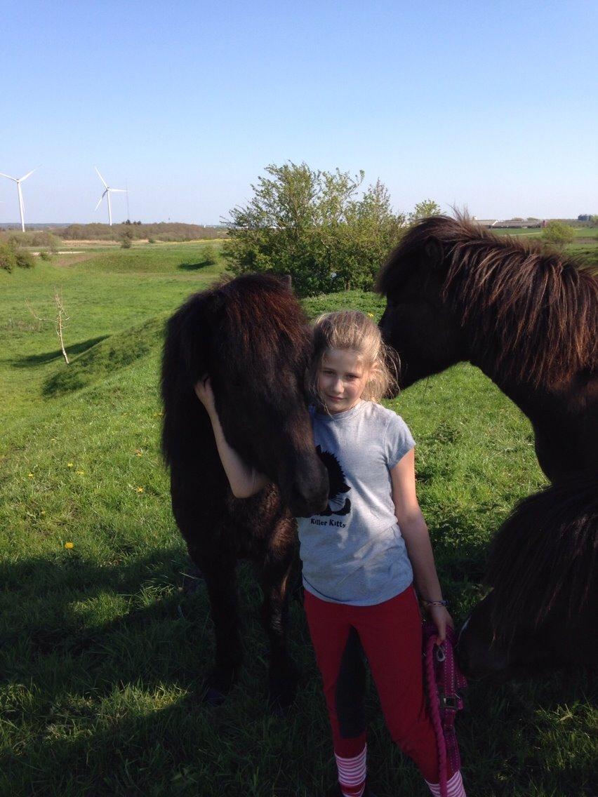 Islænder Blængur fra Hindø billede 6