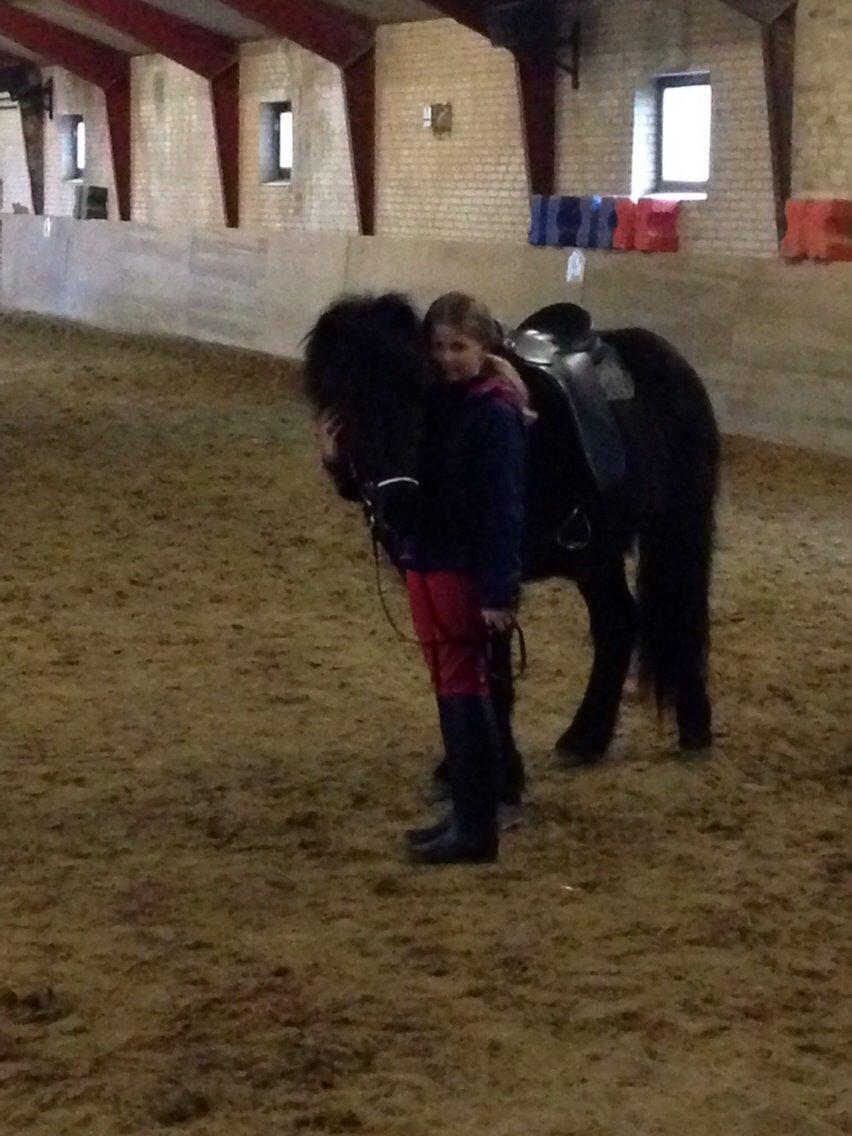 Islænder Blængur fra Hindø billede 7