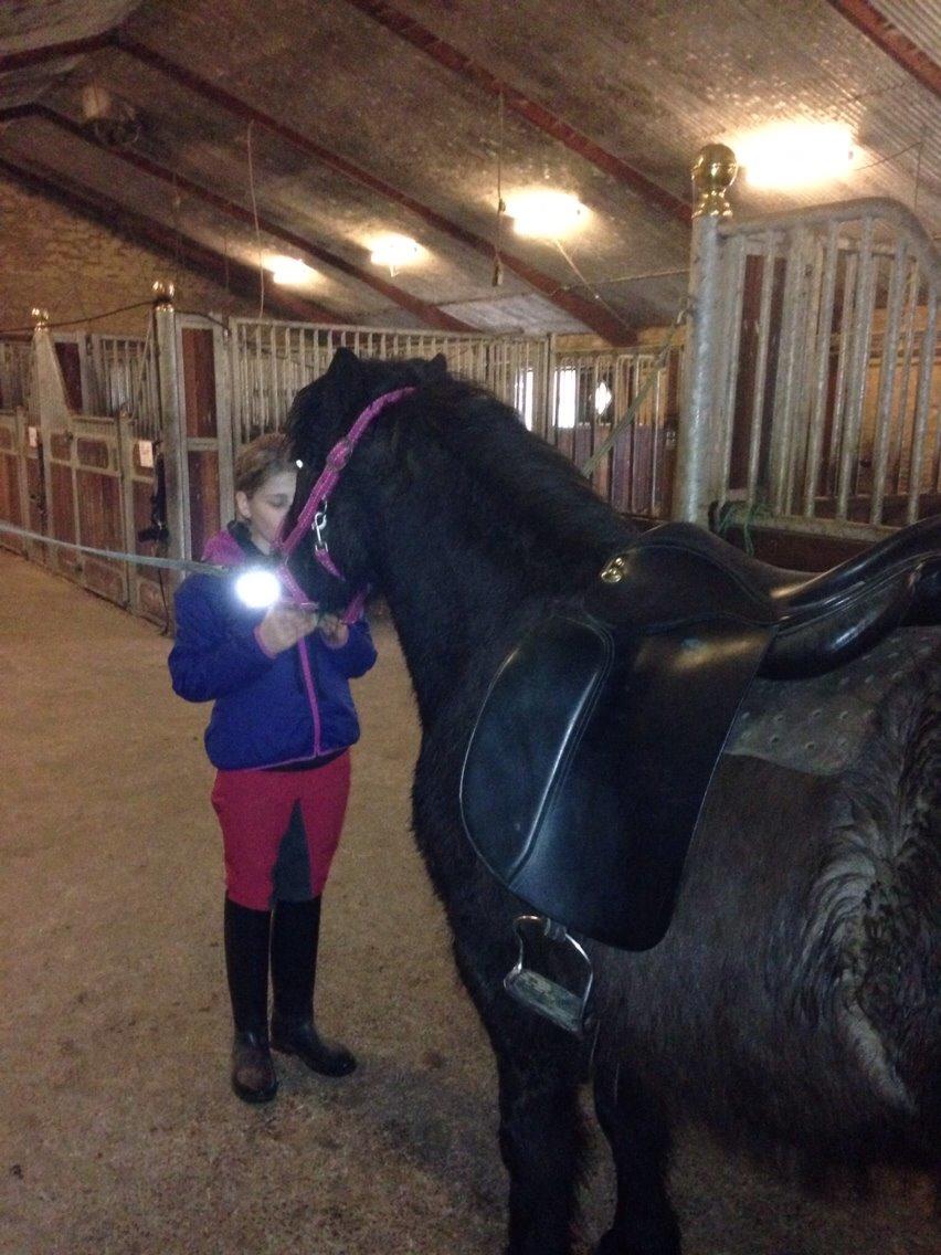 Islænder Blængur fra Hindø billede 8