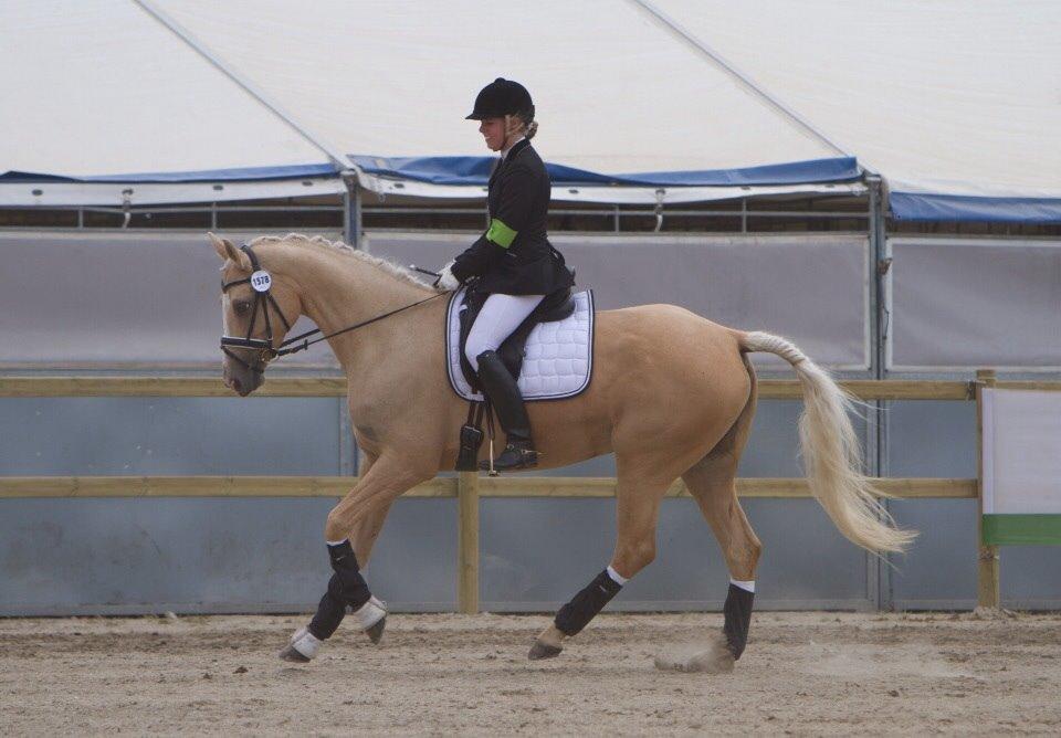 Palomino Solheim's Ramina - RDH Hoppe billede 32