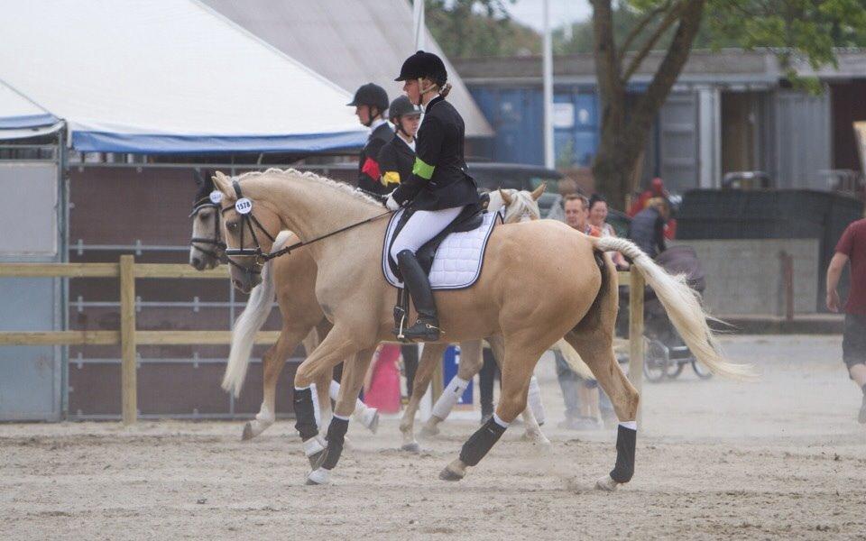 Palomino Solheim's Ramina - RDH Hoppe billede 33