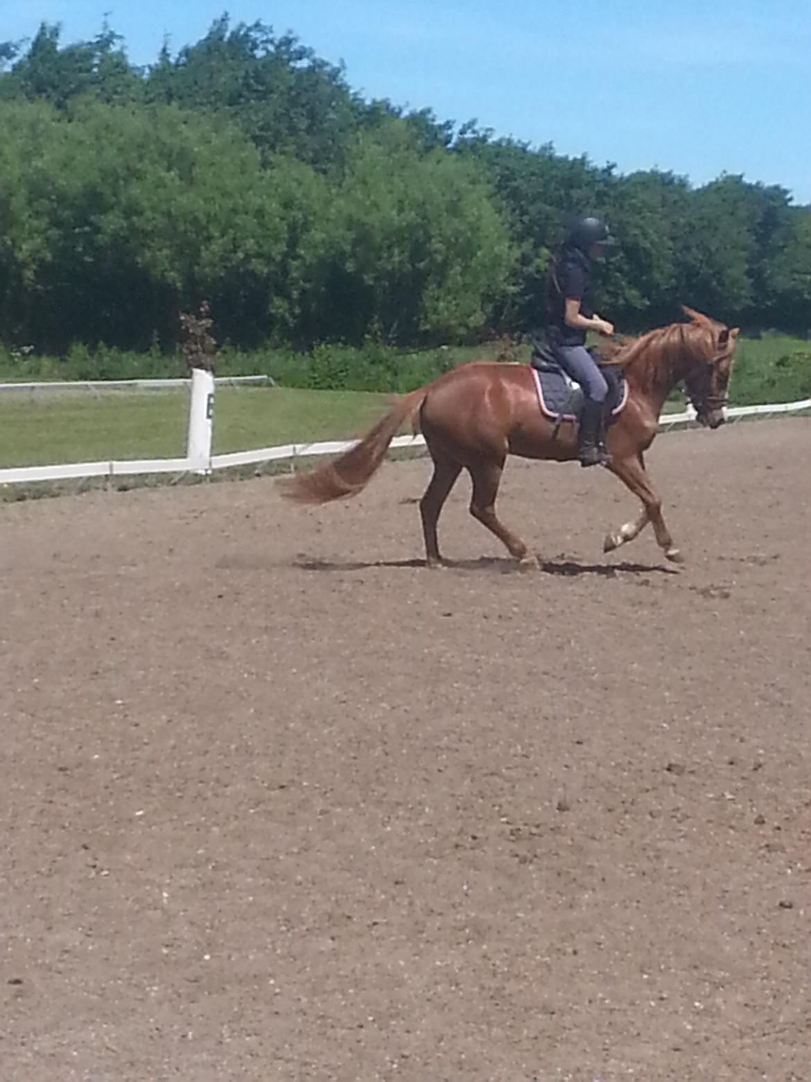 Anden særlig race Nice Surprice billede 7
