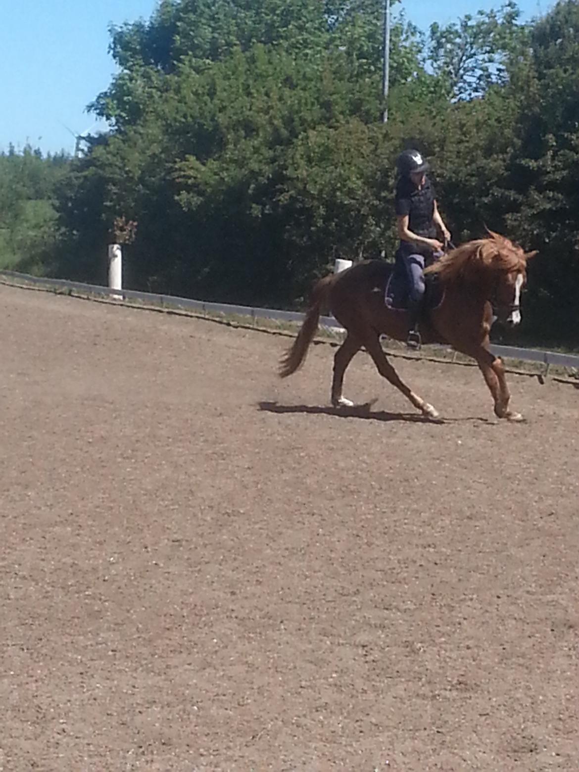 Anden særlig race Nice Surprice billede 6