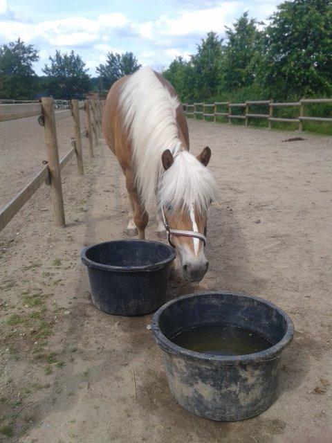 Haflinger ~ fiona ~ billede 2