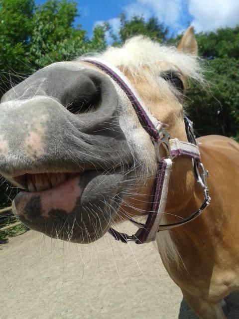 Haflinger ~ fiona ~ billede 1