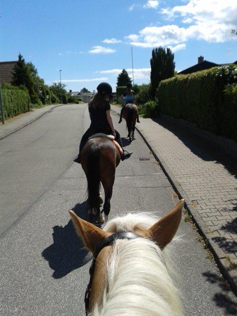 Haflinger ~ fiona ~ billede 4