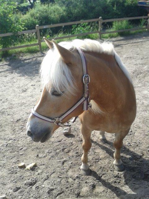 Haflinger ~ fiona ~ billede 6