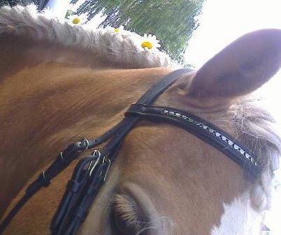 Haflinger ~ fiona ~ billede 9