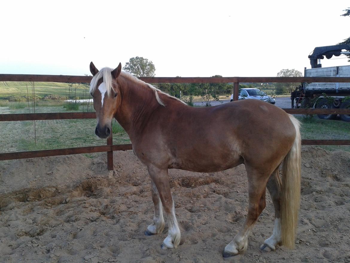Welsh Cob (sec D) Mr. Roy billede 38