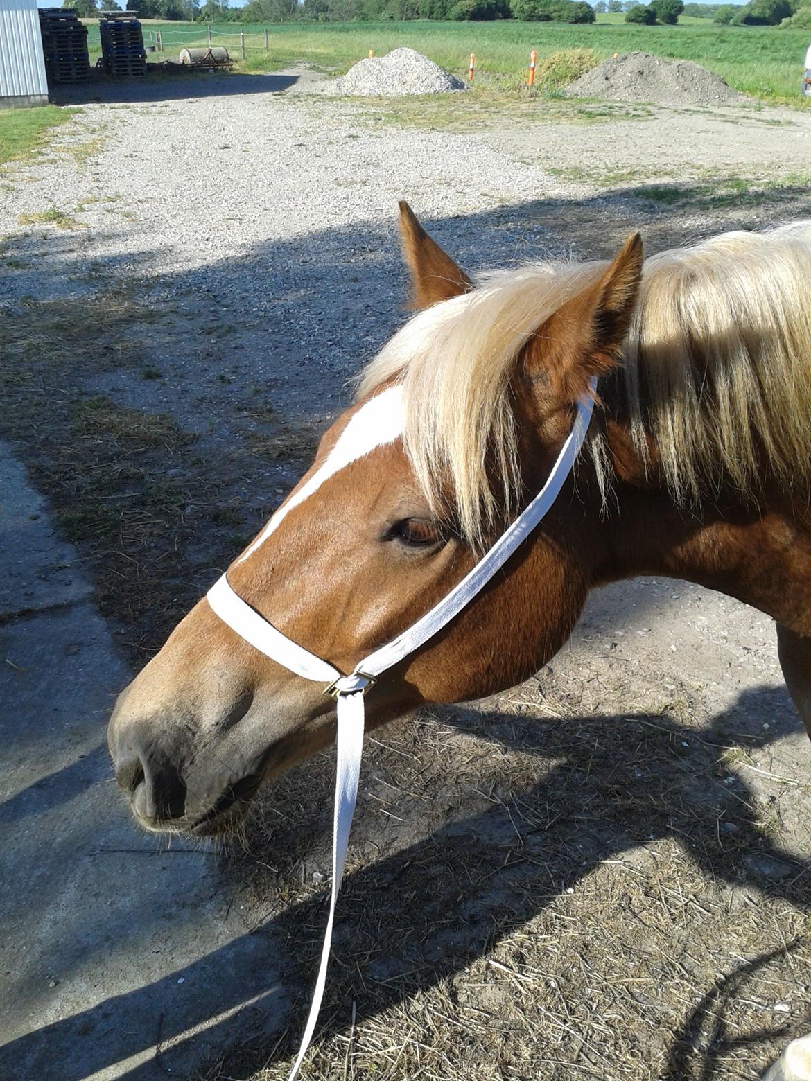 Welsh Cob (sec D) Mr. Roy billede 40