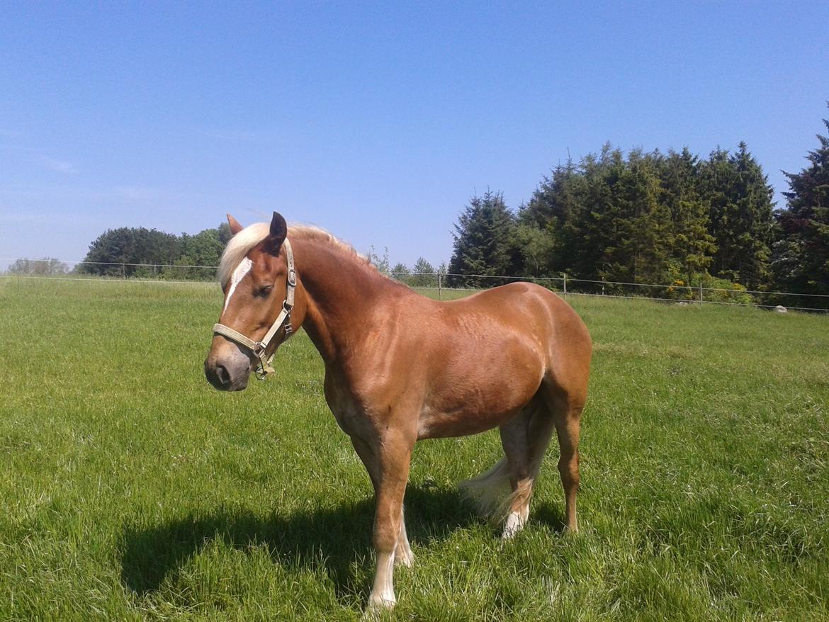 Welsh Cob (sec D) Mr. Roy billede 41