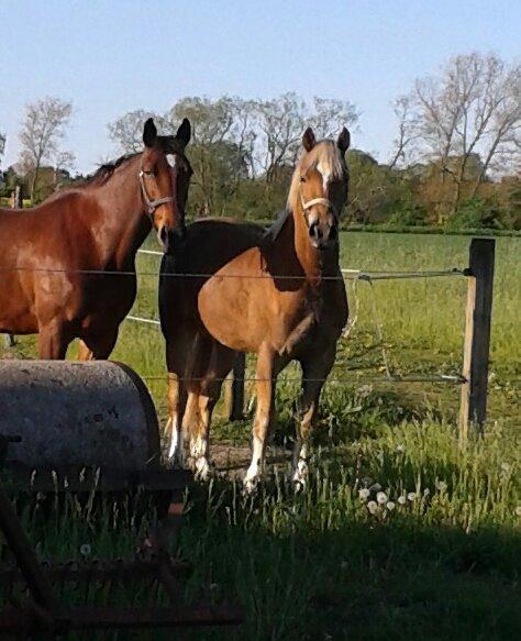 Welsh Cob (sec D) Mr. Roy billede 42