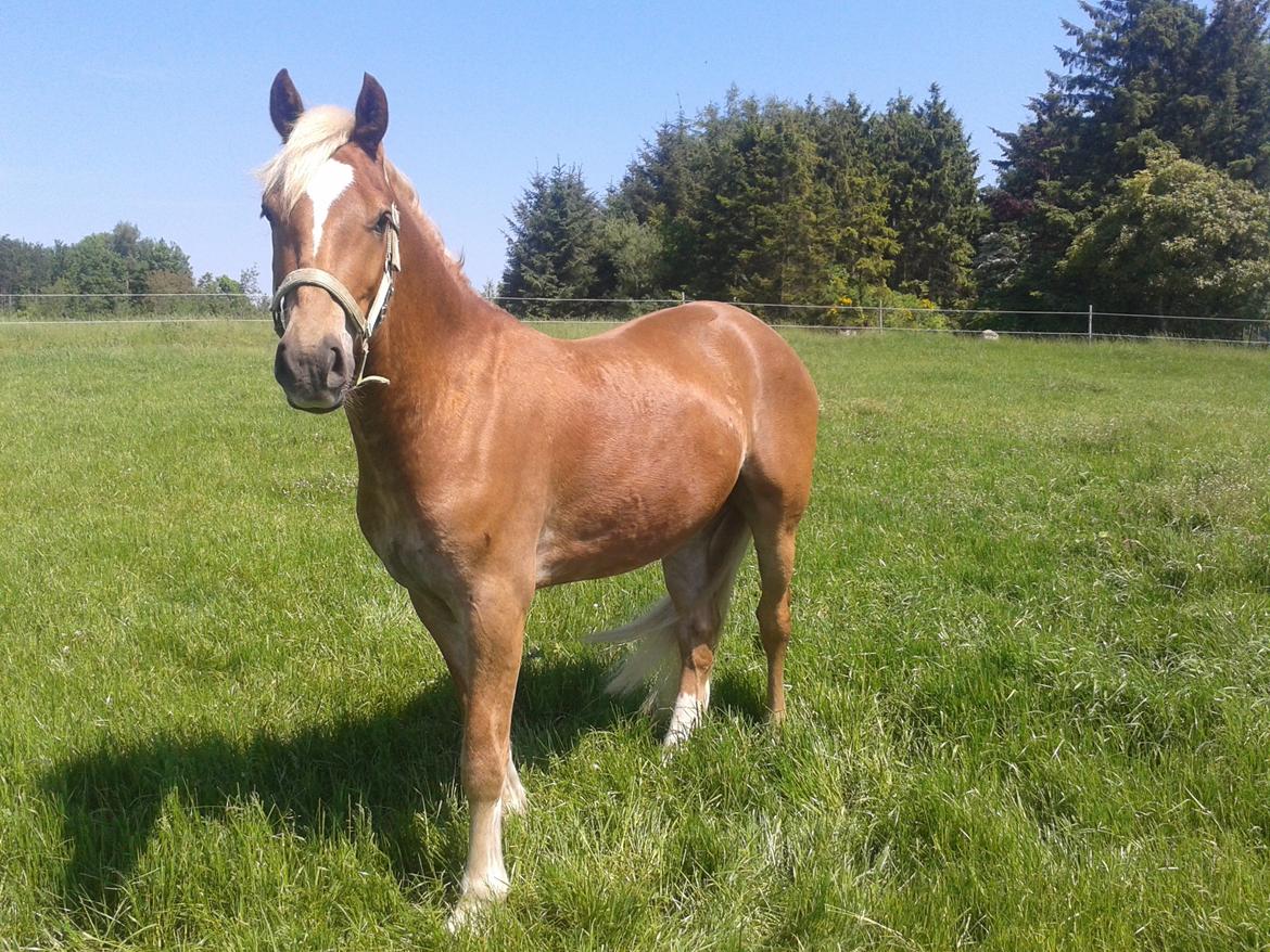 Welsh Cob (sec D) Mr. Roy billede 43