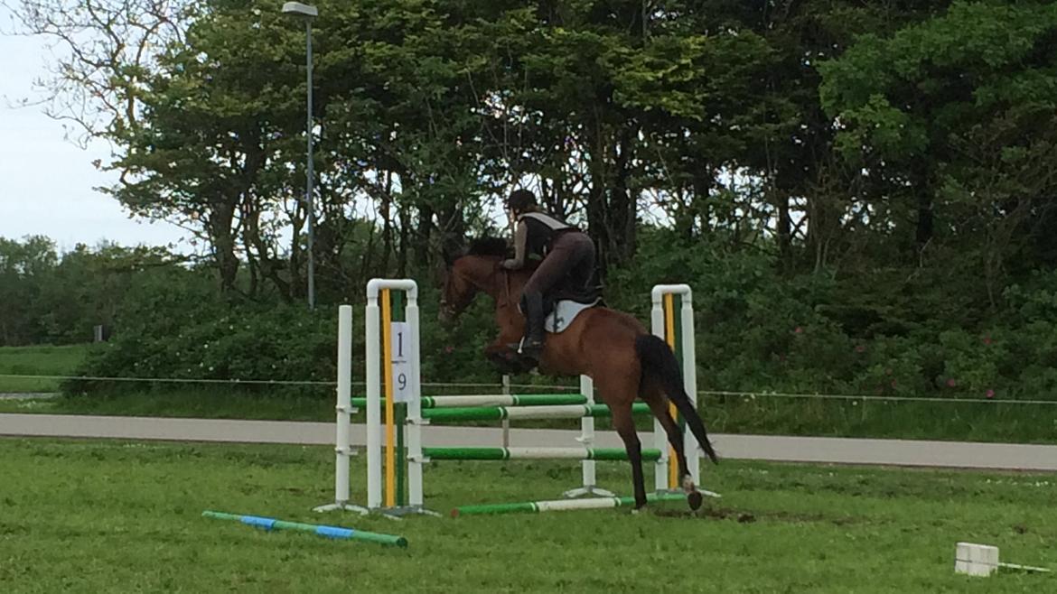 Dansk Varmblod Chilli Nørrekær - Springtræning billede 3