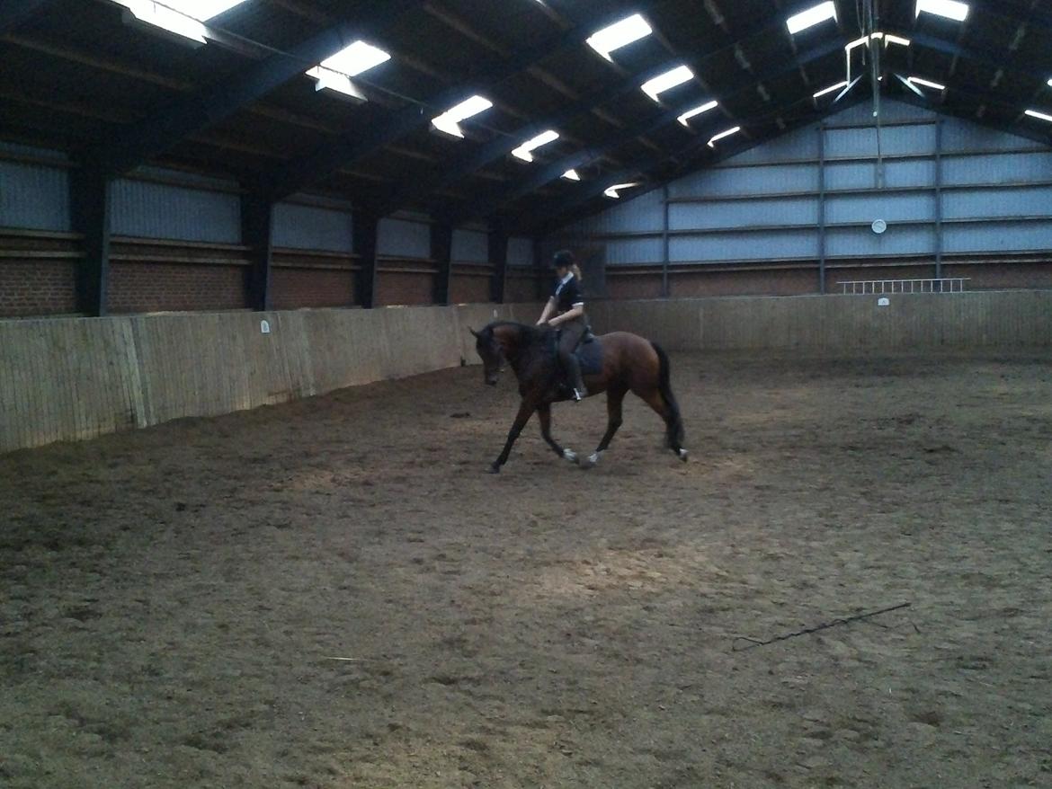 Dansk Varmblod Chilli Nørrekær - Anden gang på ryggen af hende billede 5