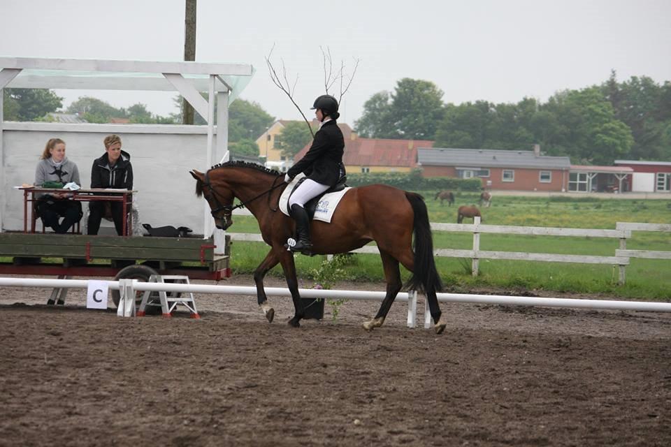 Dansk Varmblod Chilli Nørrekær billede 6