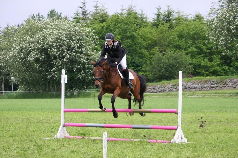 Dansk Varmblod Chilli Nørrekær - Første Spring Stævne billede 2