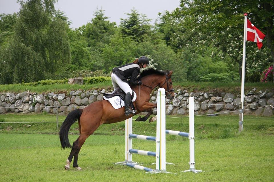 Dansk Varmblod Chilli Nørrekær - Første springstævne billede 1
