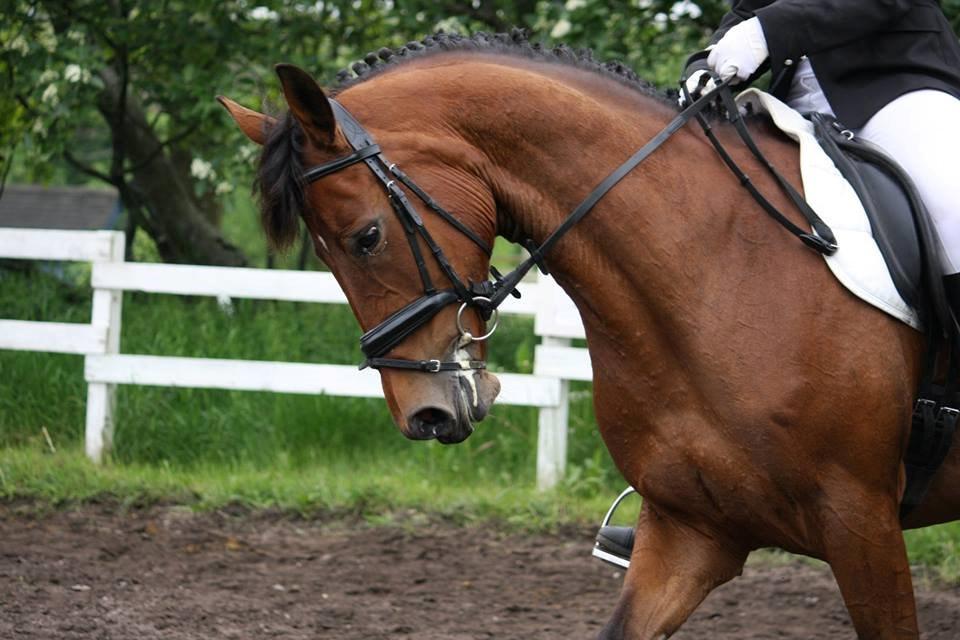 Dansk Varmblod Chilli Nørrekær billede 8