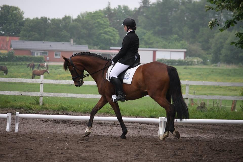 Dansk Varmblod Chilli Nørrekær - S.E Stævne billede 9