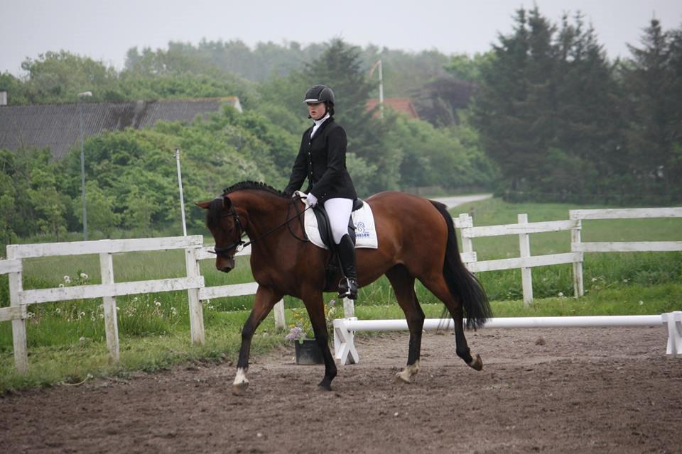 Dansk Varmblod Chilli Nørrekær billede 7