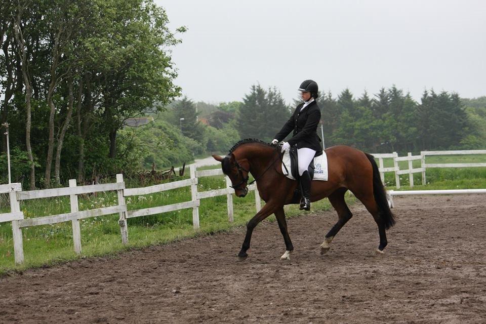 Dansk Varmblod Chilli Nørrekær - S.E Stævne billede 10