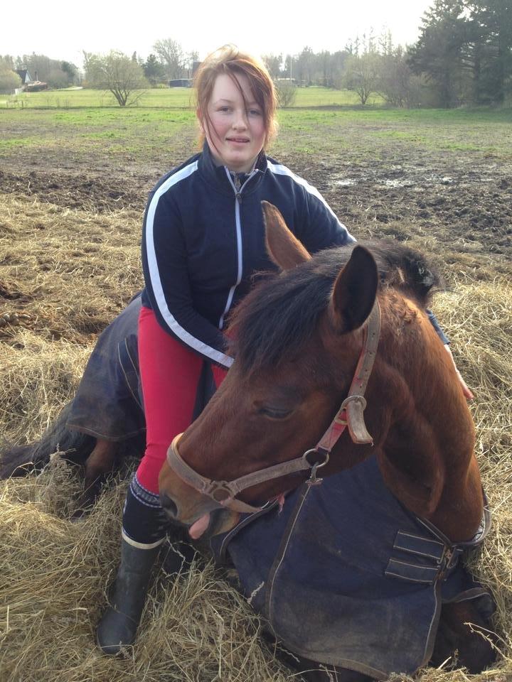 Dansk Varmblod Chilli Nørrekær - Hun Er mega nuttet billede 13