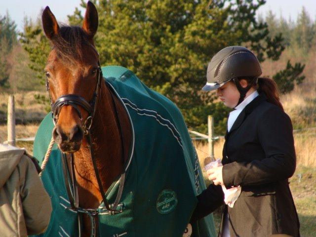 Dansk Varmblod Chilli Nørrekær - Første Dressur stævne billede 15