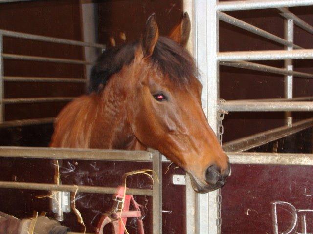 Dansk Varmblod Chilli Nørrekær billede 18